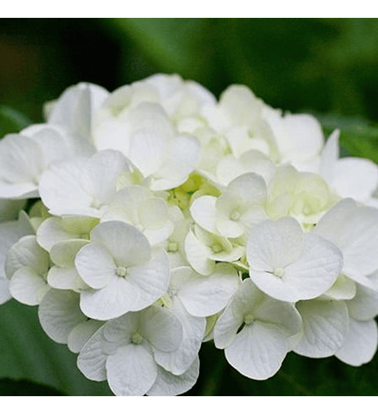 Hortensia blanca Clarissa