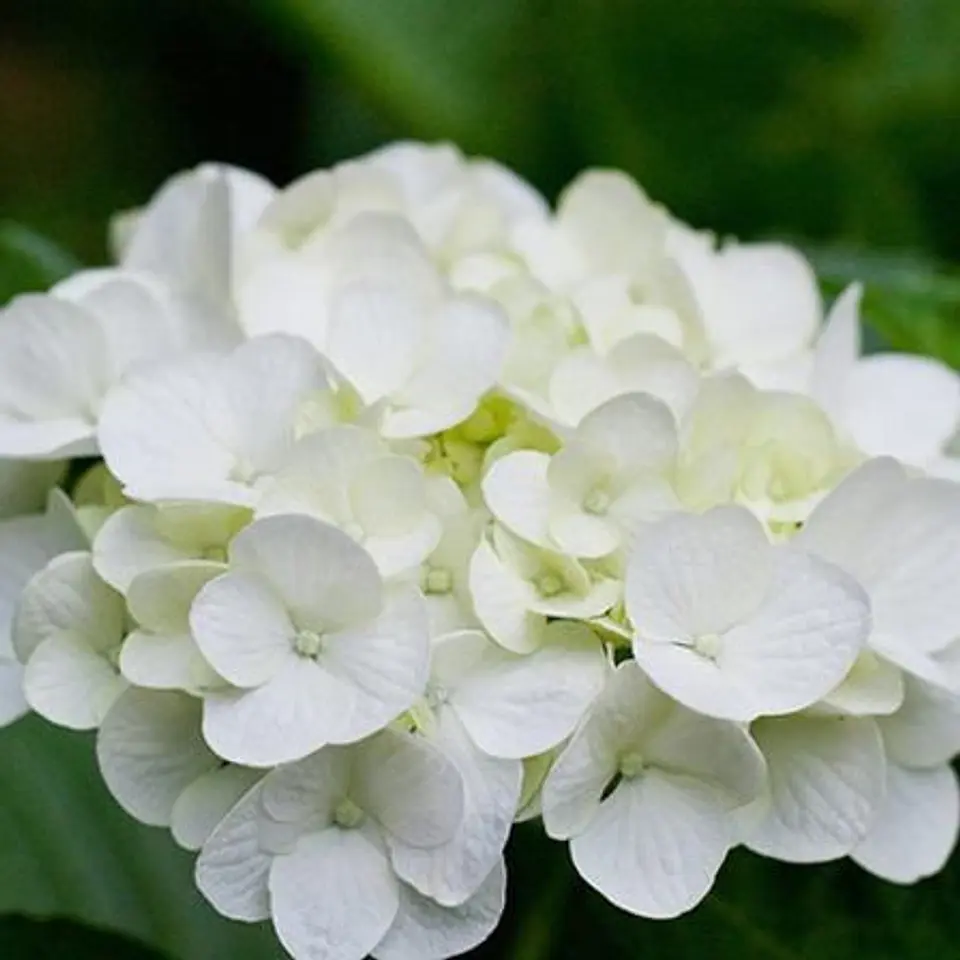 Hortensia blanca Clarissa 1