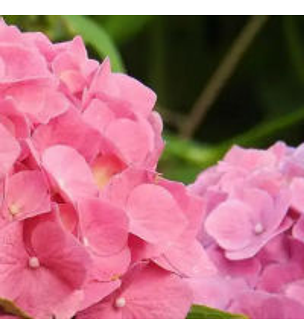 Hortensia Early Pink