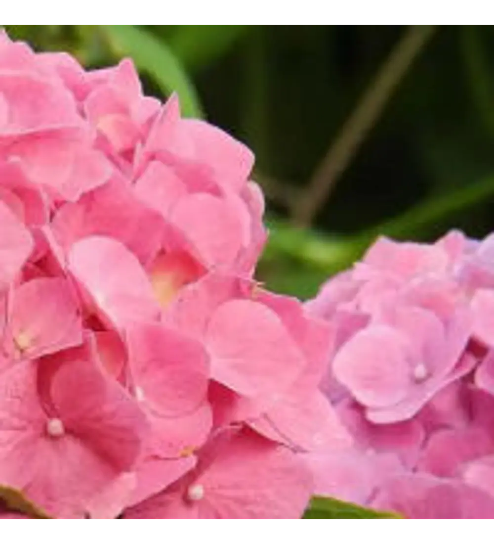 Hortensias