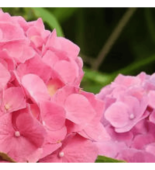 Hortensia Early Pink