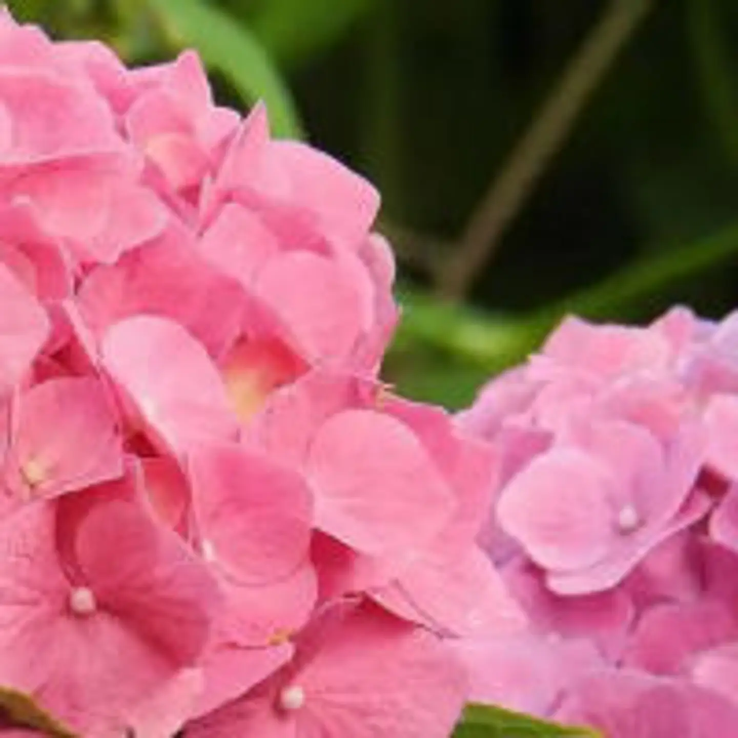 Hortensia Early Pink 1