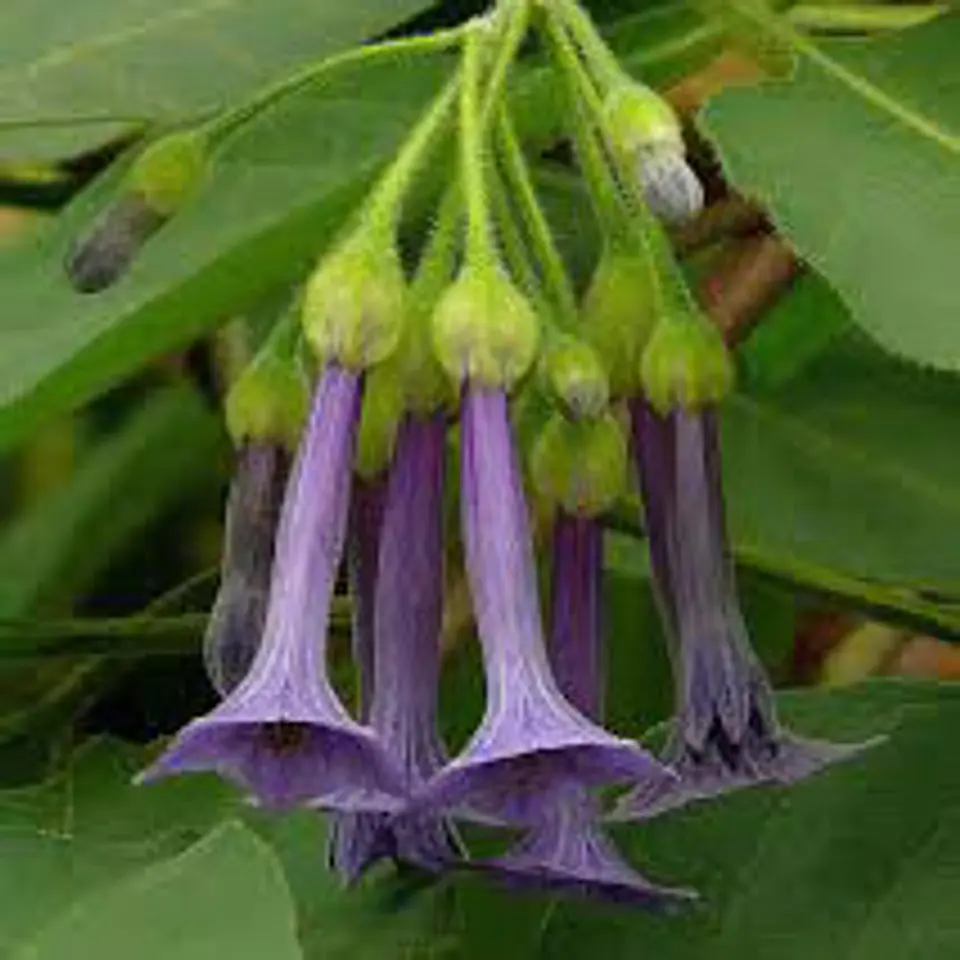 Iochroma 1