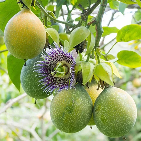 Maracuyá