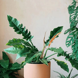 Philodendro Ring of Fire