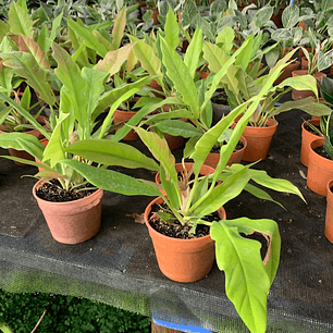 Philodendro Ring of Fire