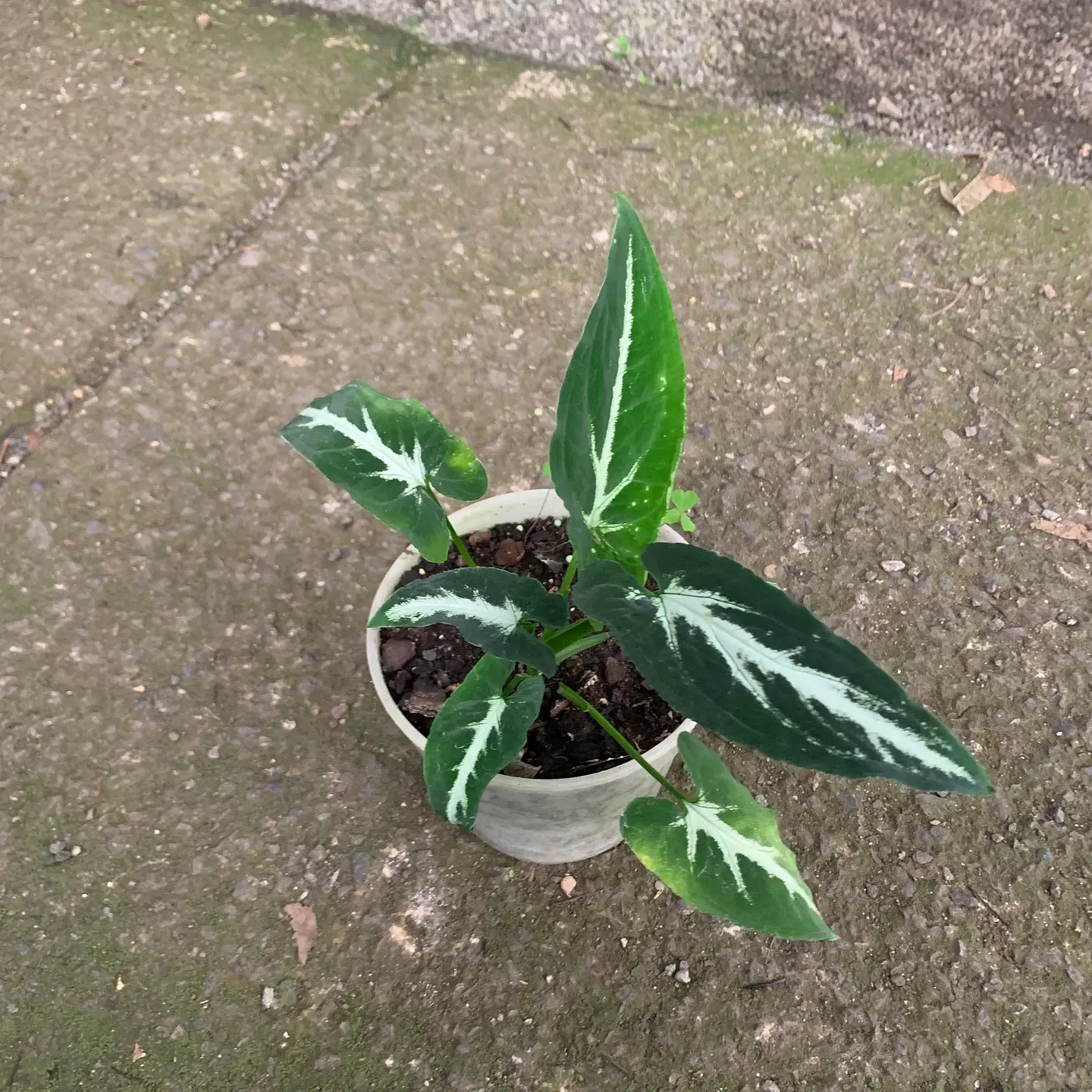 Singonio Wendlandii 2