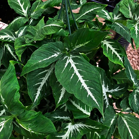 Singonio Wendlandii