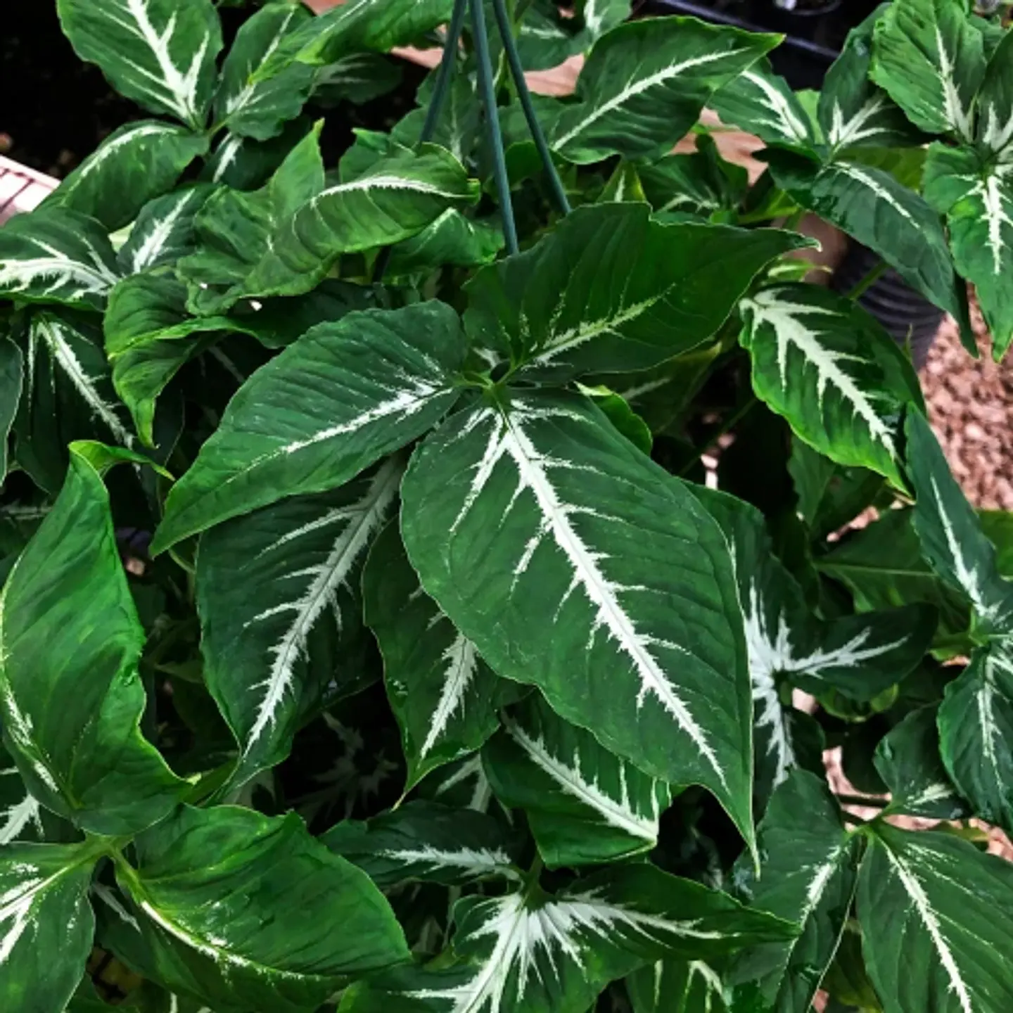 Singonio Wendlandii 1