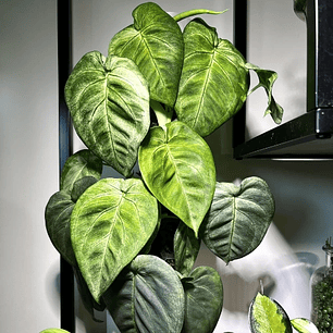 Singonio Frosted Heart