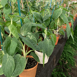 Singonio Frosted Heart