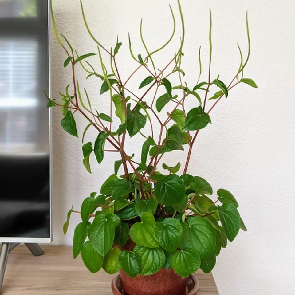 Peperomia rana verde 1