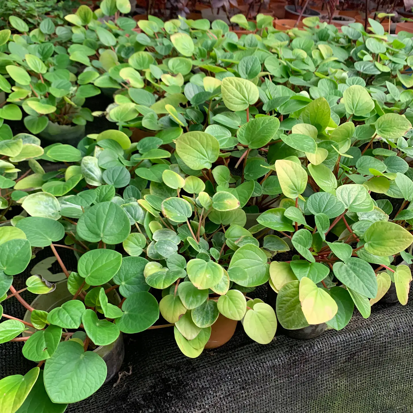 Peperomia rana verde 2