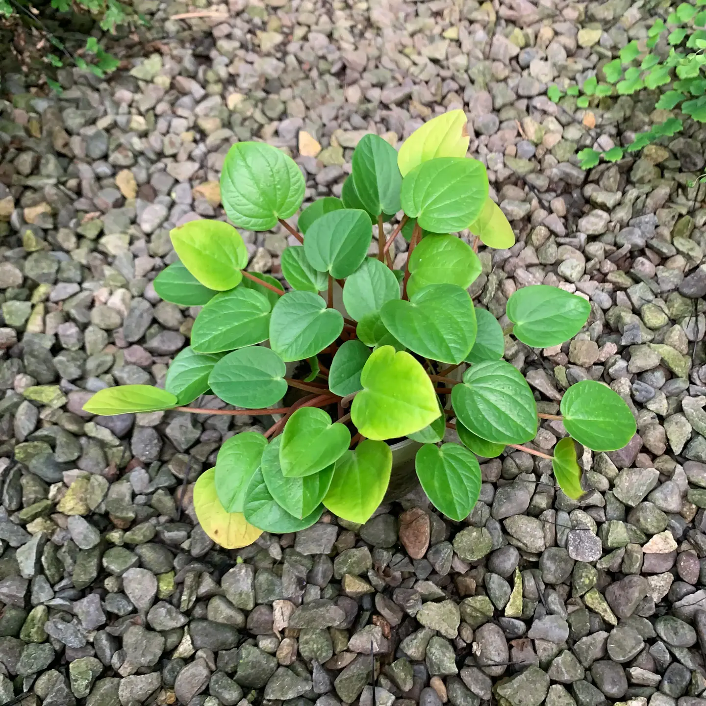 Peperomia rana verde 3