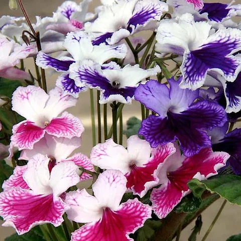 Streptocarpus
