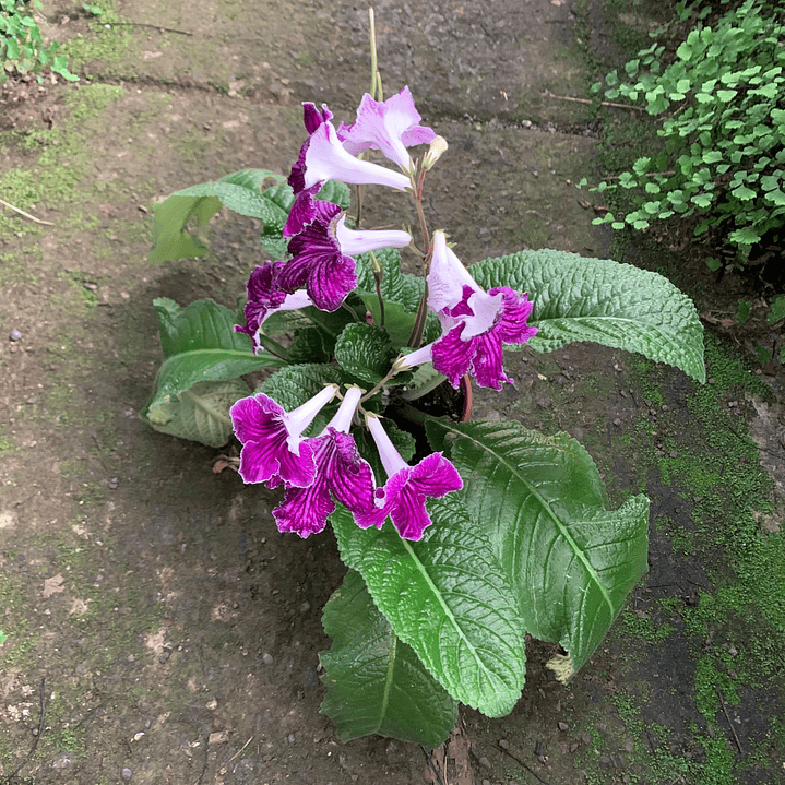 Streptocarpus 2