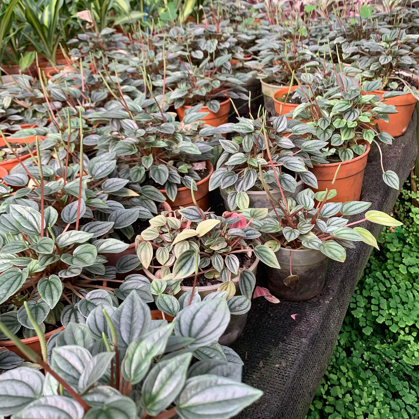 Peperomia Napoli 2