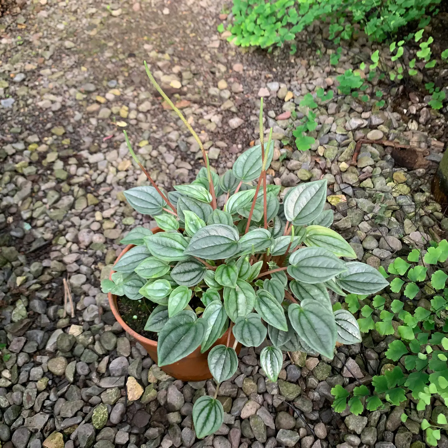 Peperomia Napoli 1
