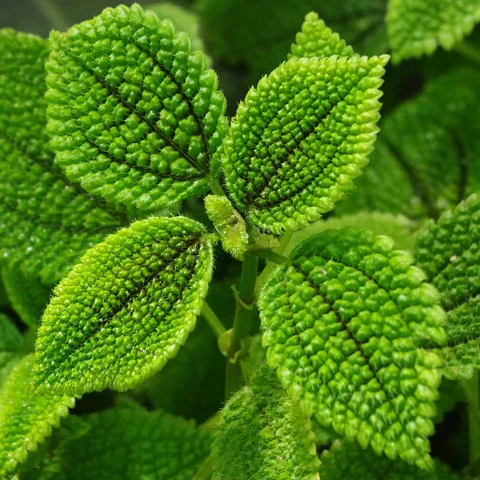 Pilea Mollis