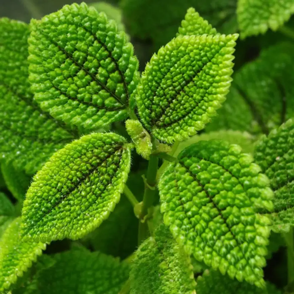 Pilea Mollis 1