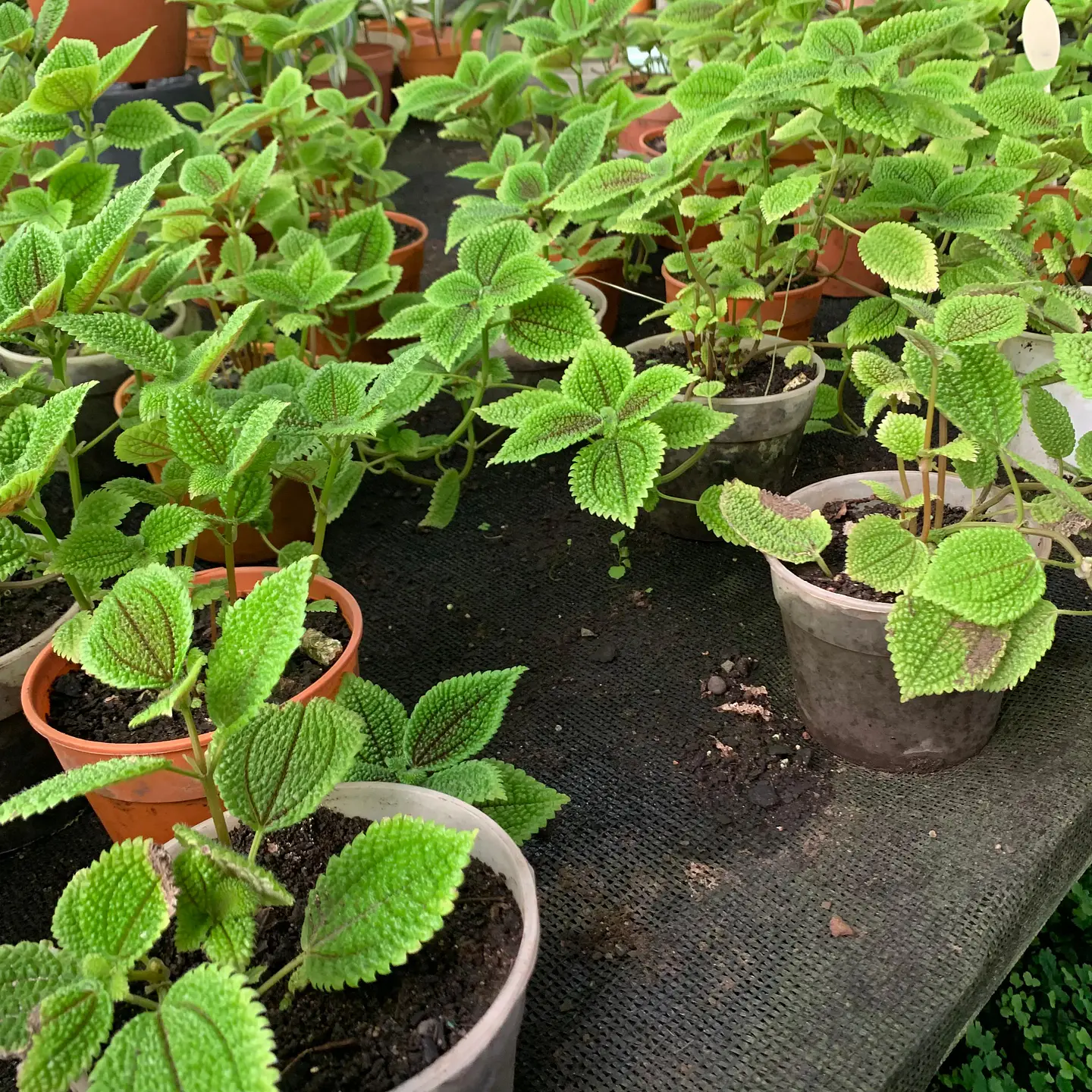 Pilea Mollis 3