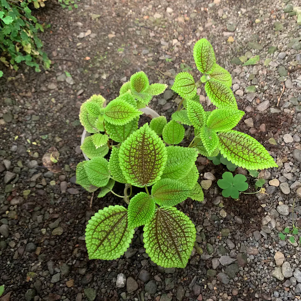 Pilea Mollis 2