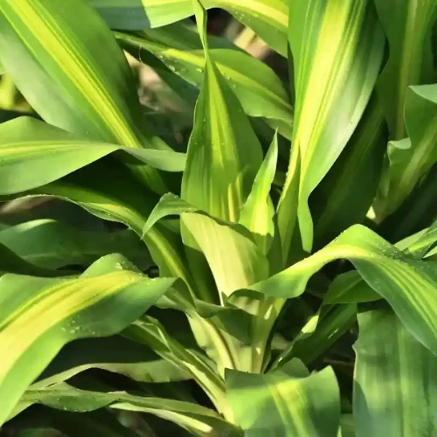 Dracaena Fragrans 1