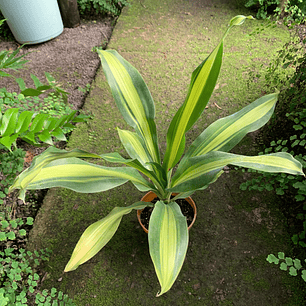 Dracaena Fragrans