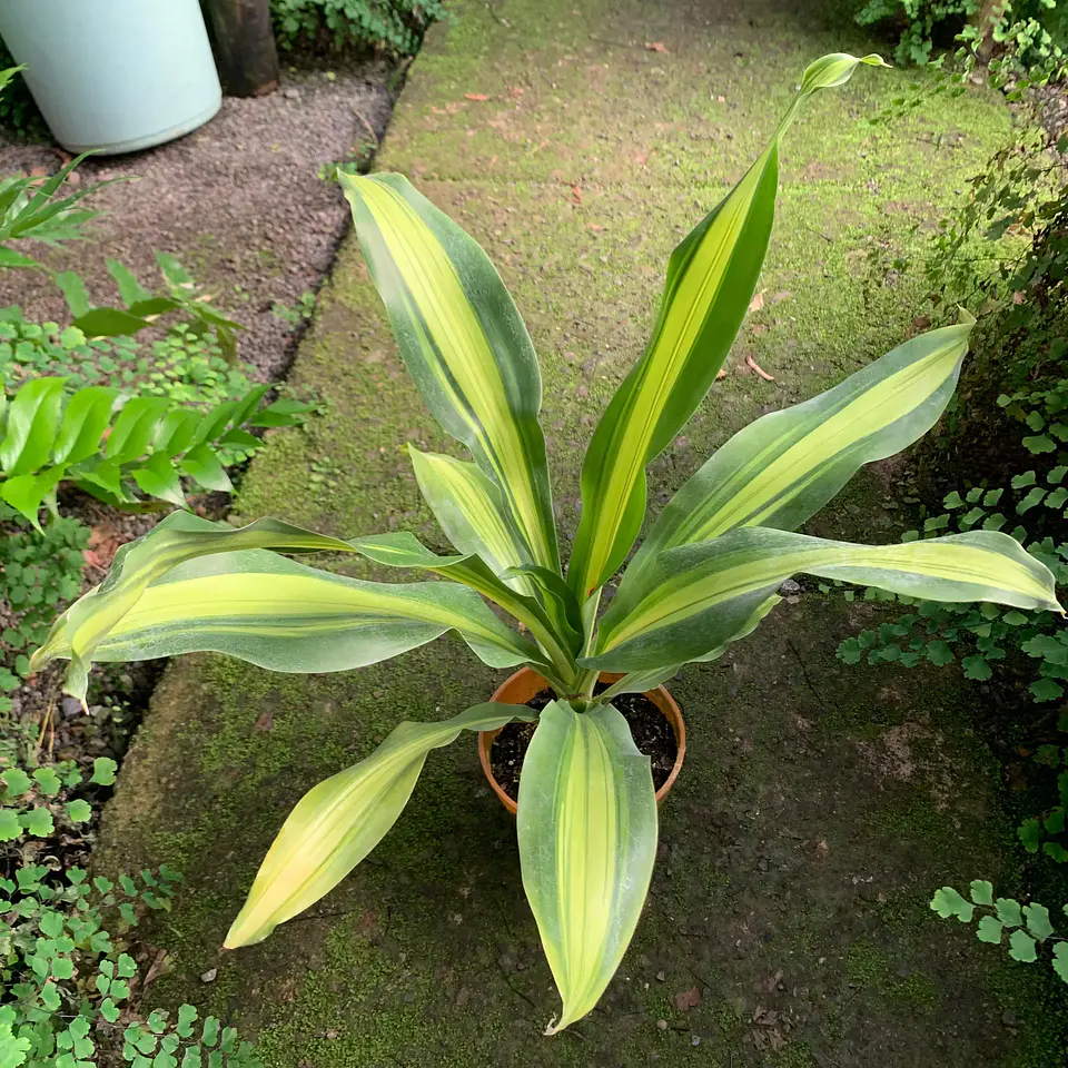 Dracaena Fragrans 2