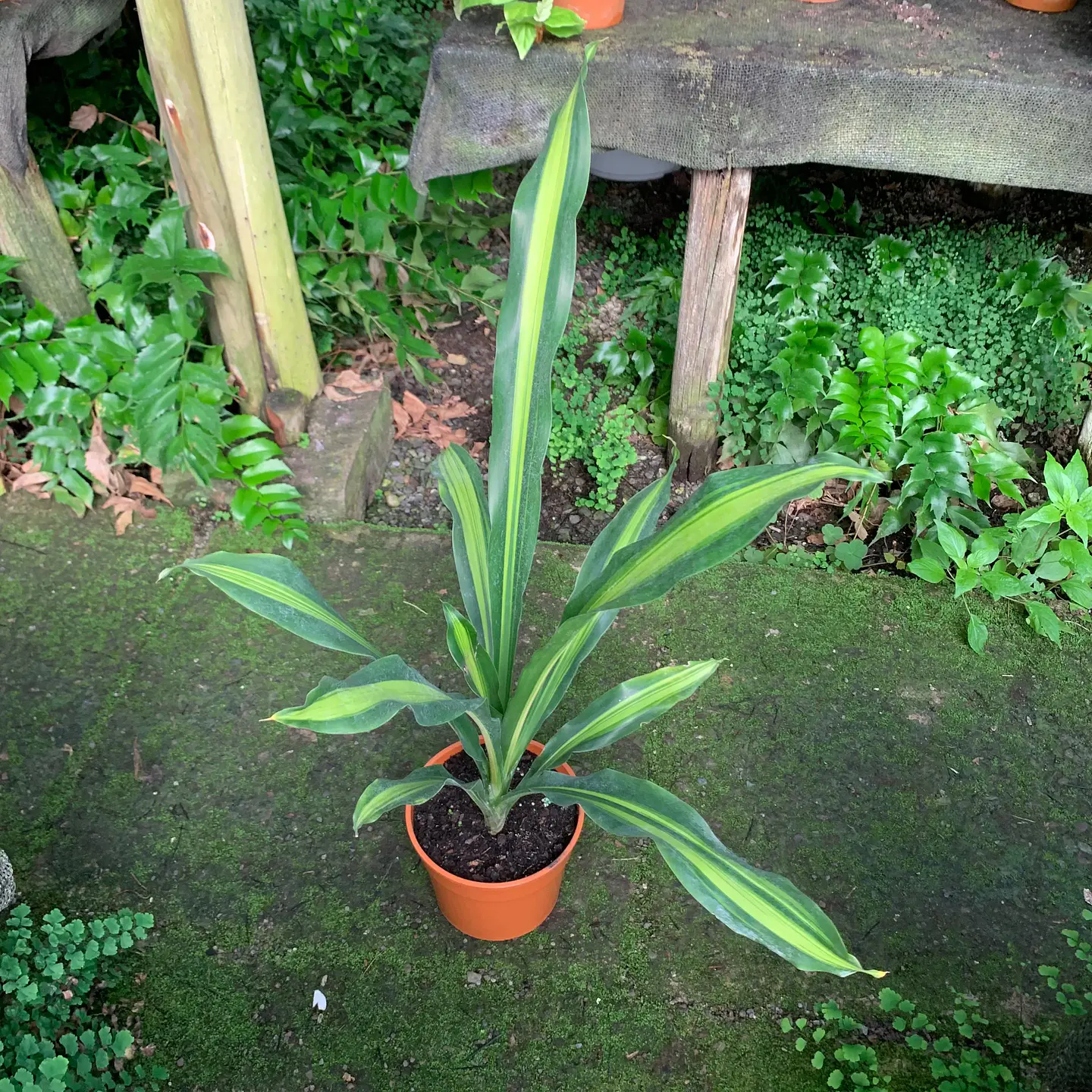 Dracaena Fragrans 3