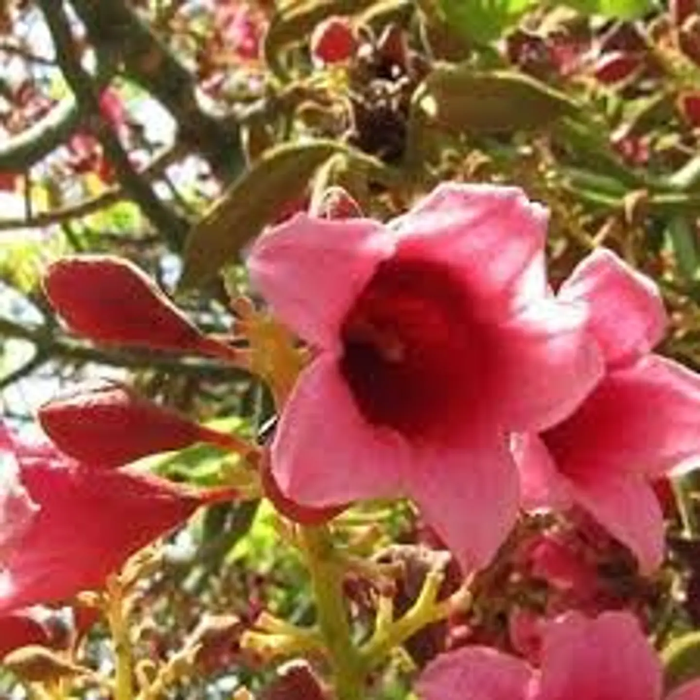 Sterculia 3