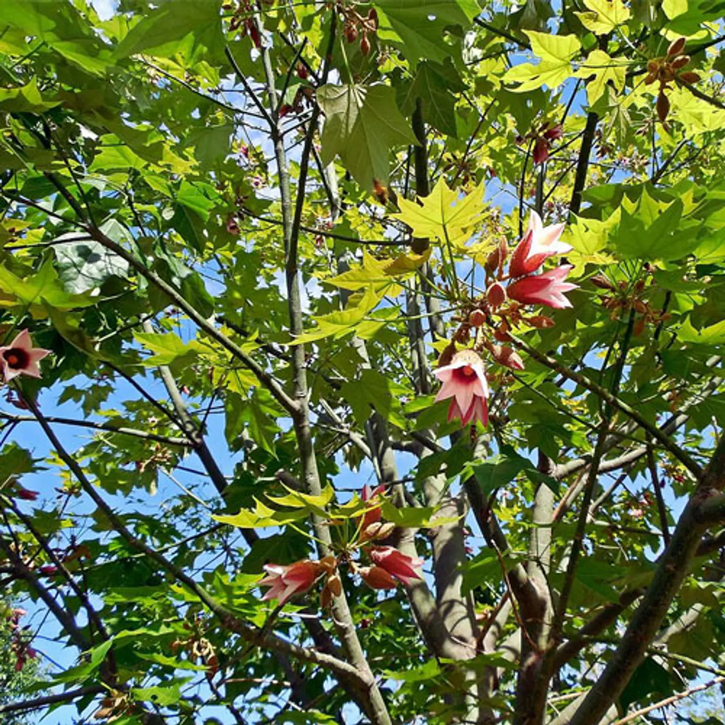 Sterculia 4