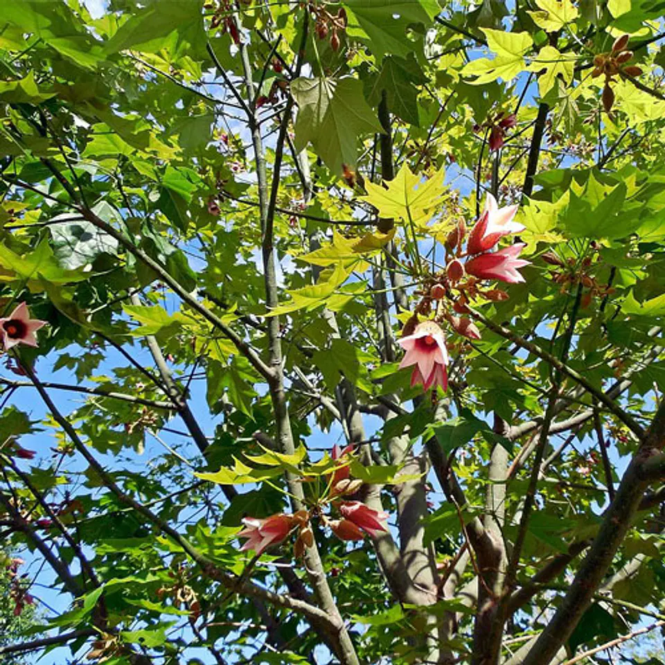 Sterculia 4
