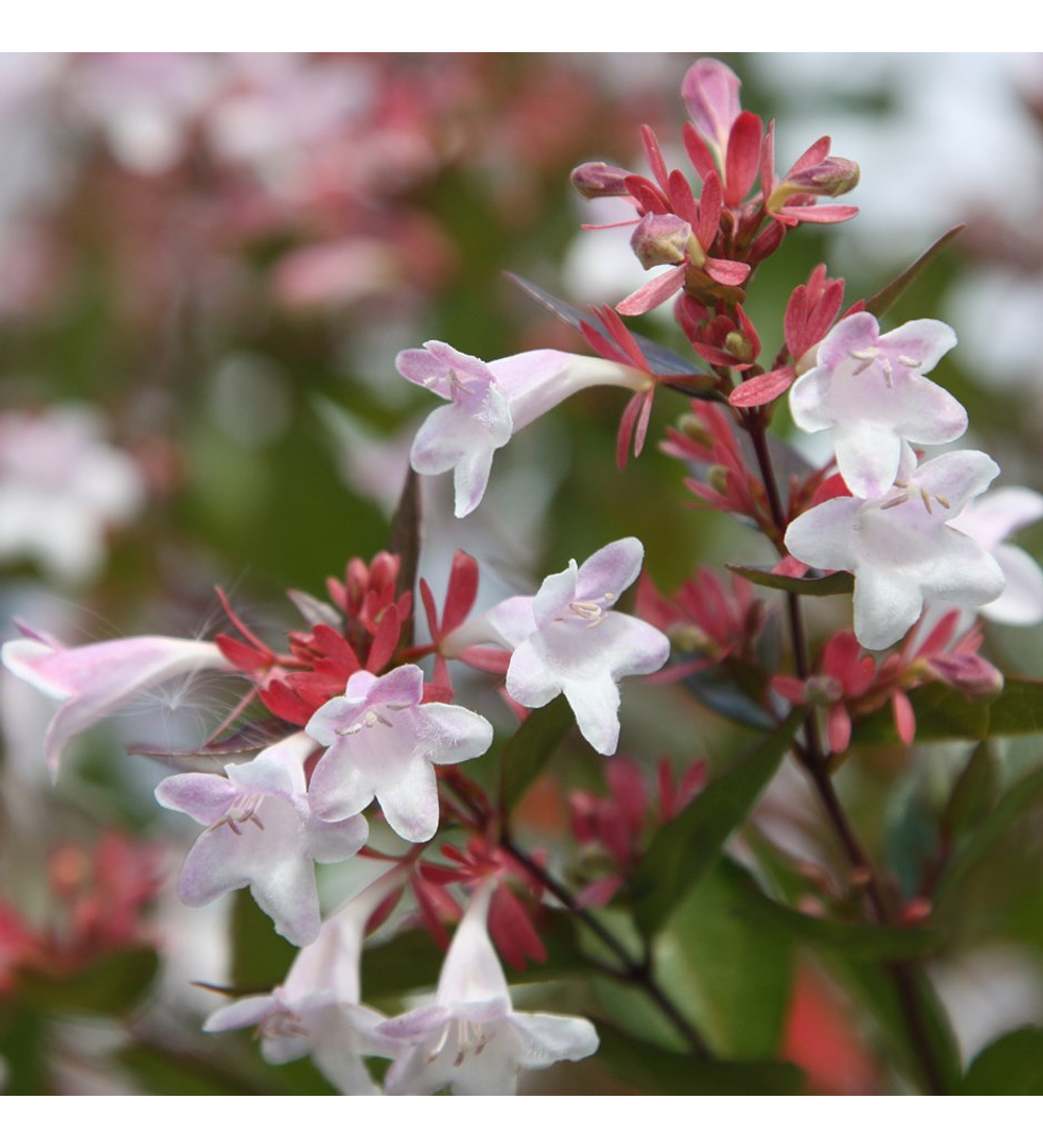 Abelia