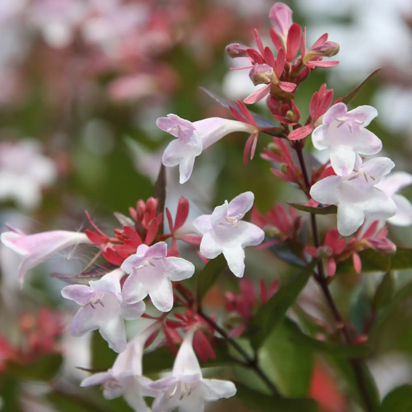 Abelia 4
