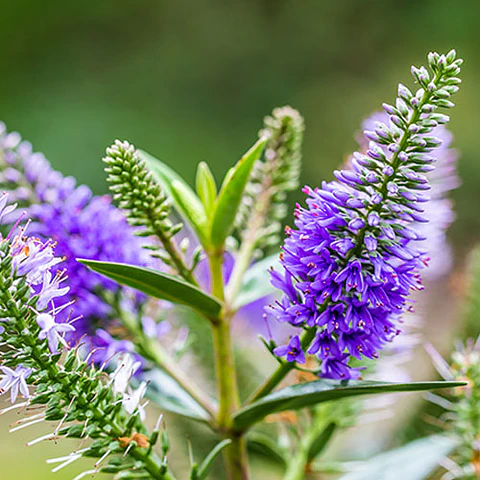 Verónica buxifolia