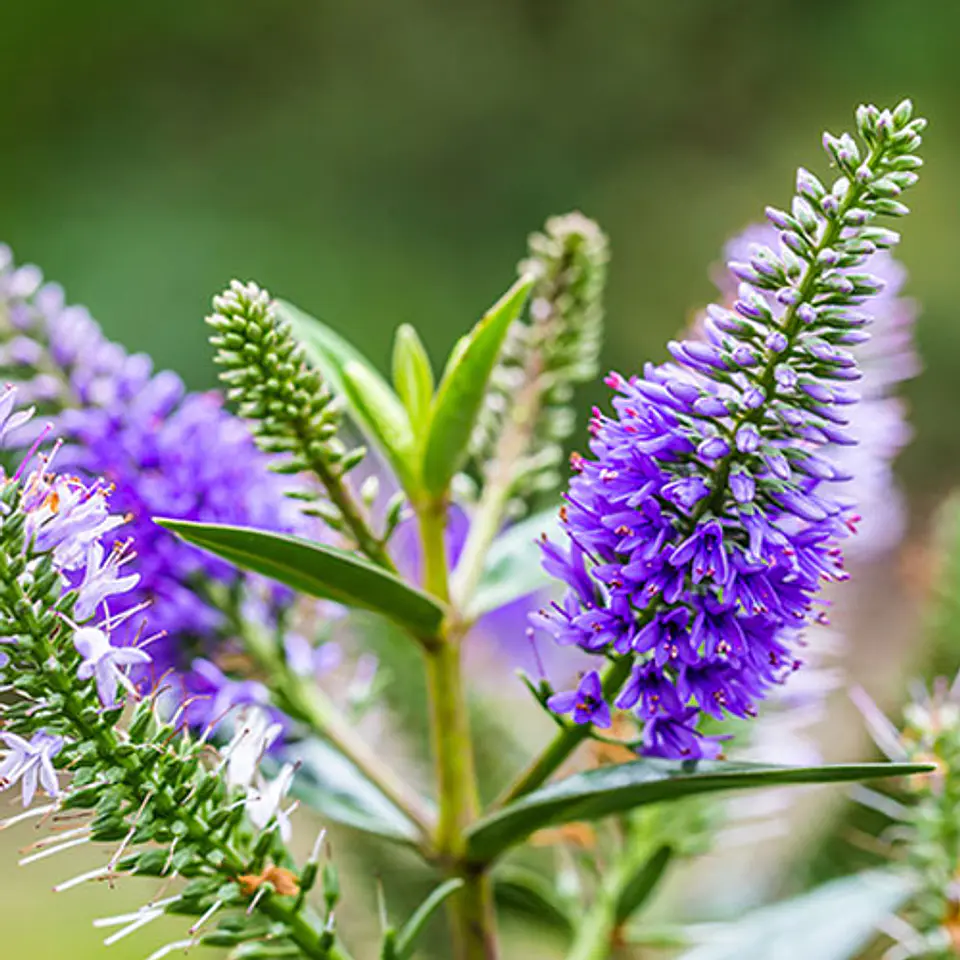 Verónica buxifolia 1