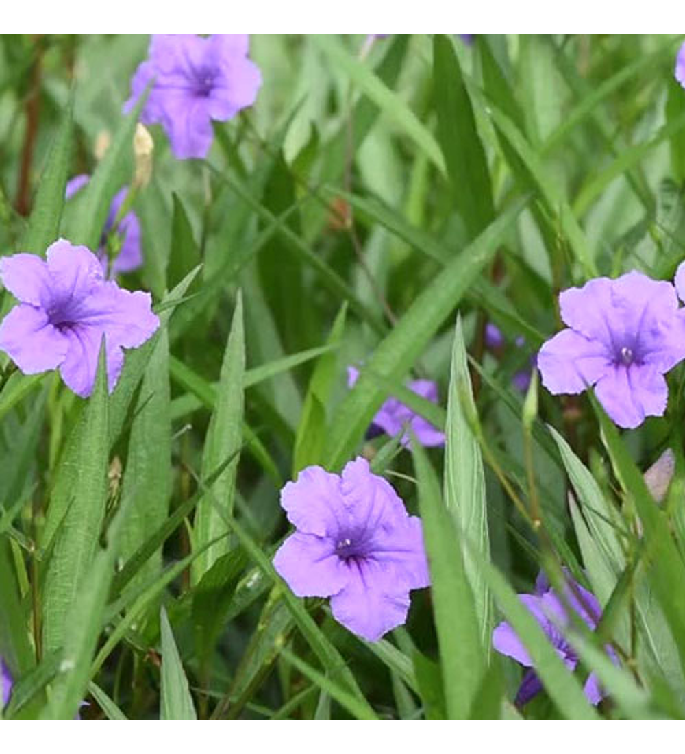 Ruellia morada