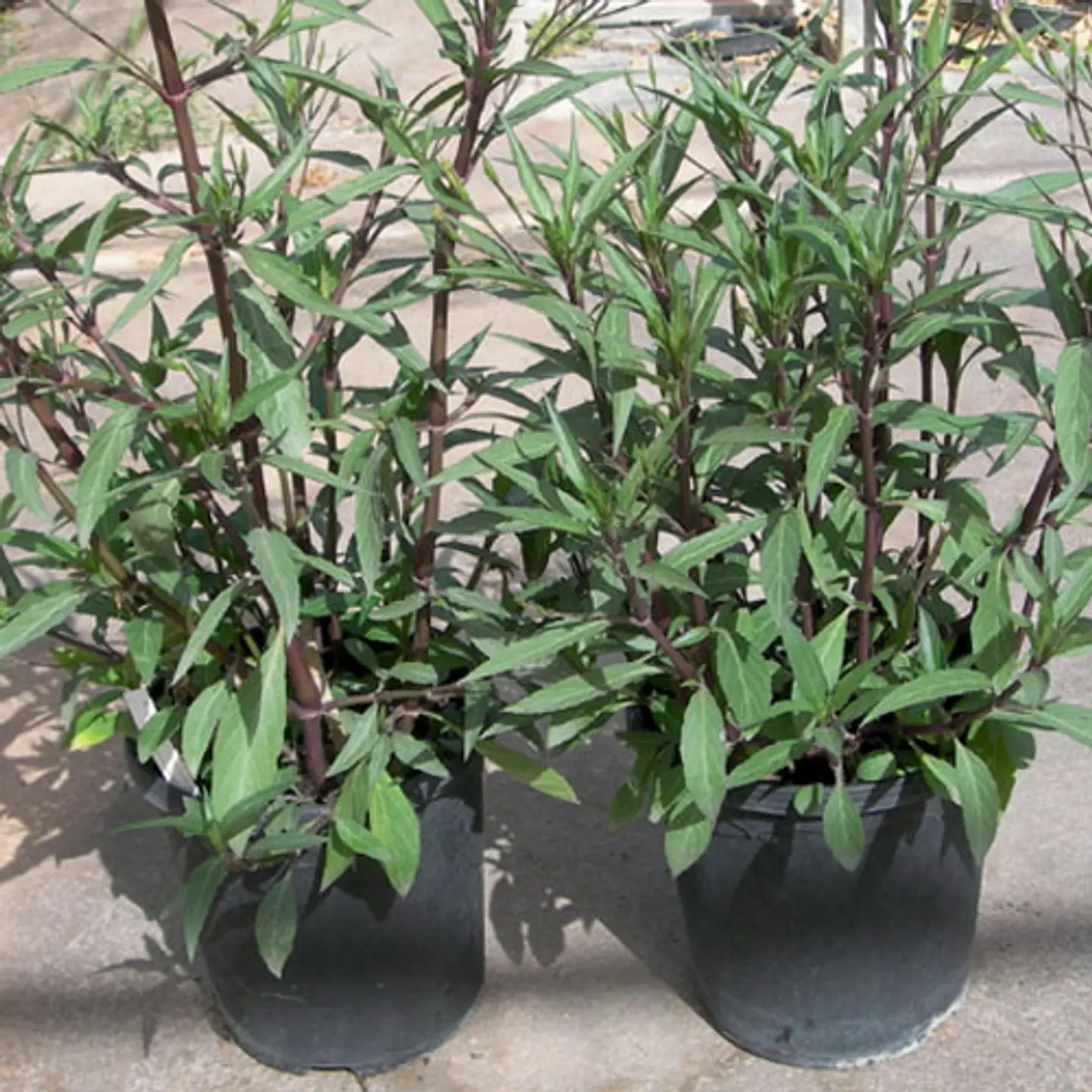 Ruellia morada 2