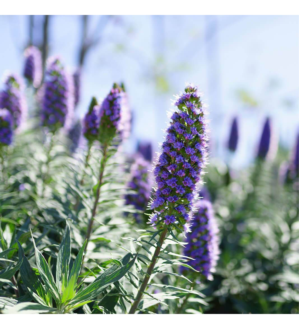 Echium