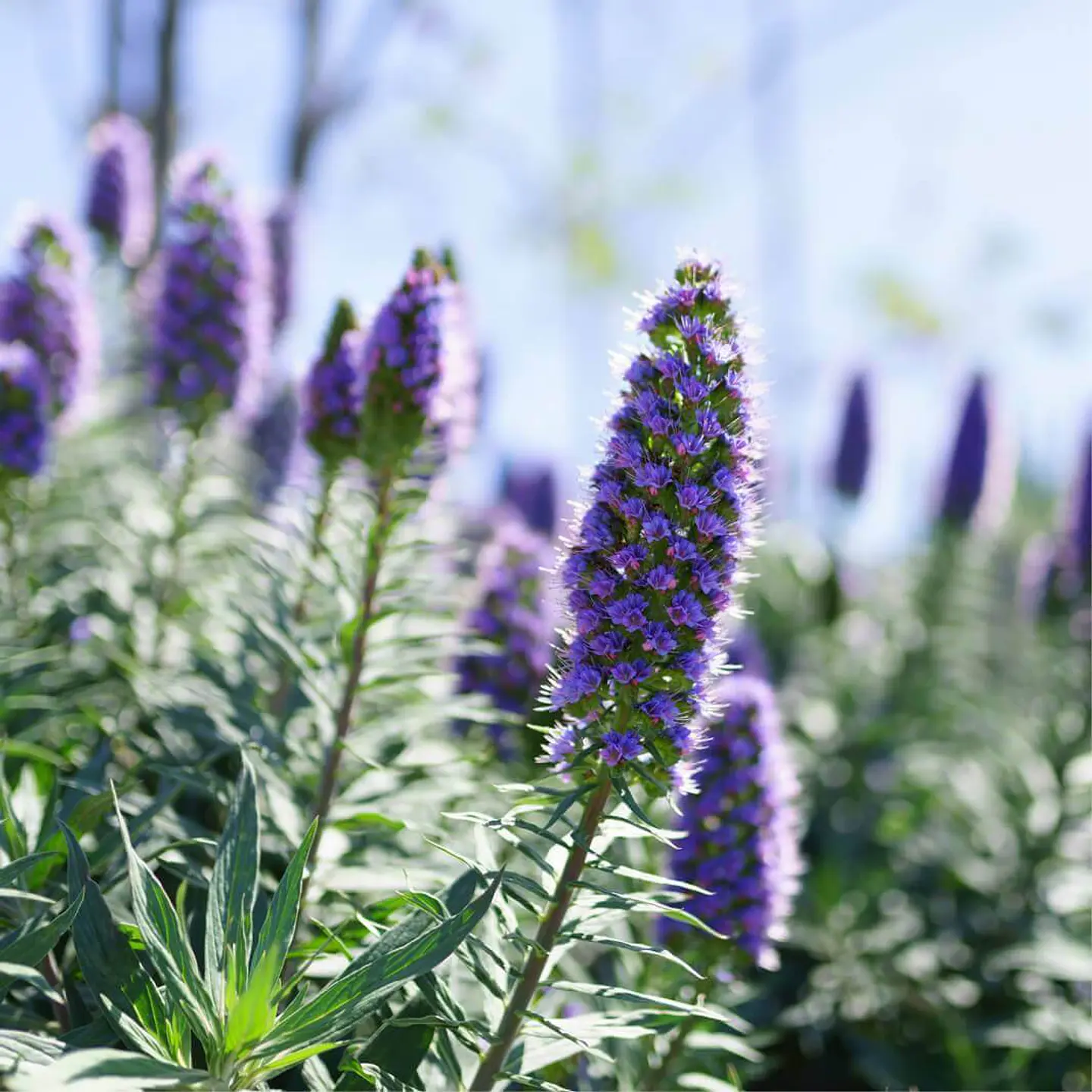 Echium 1