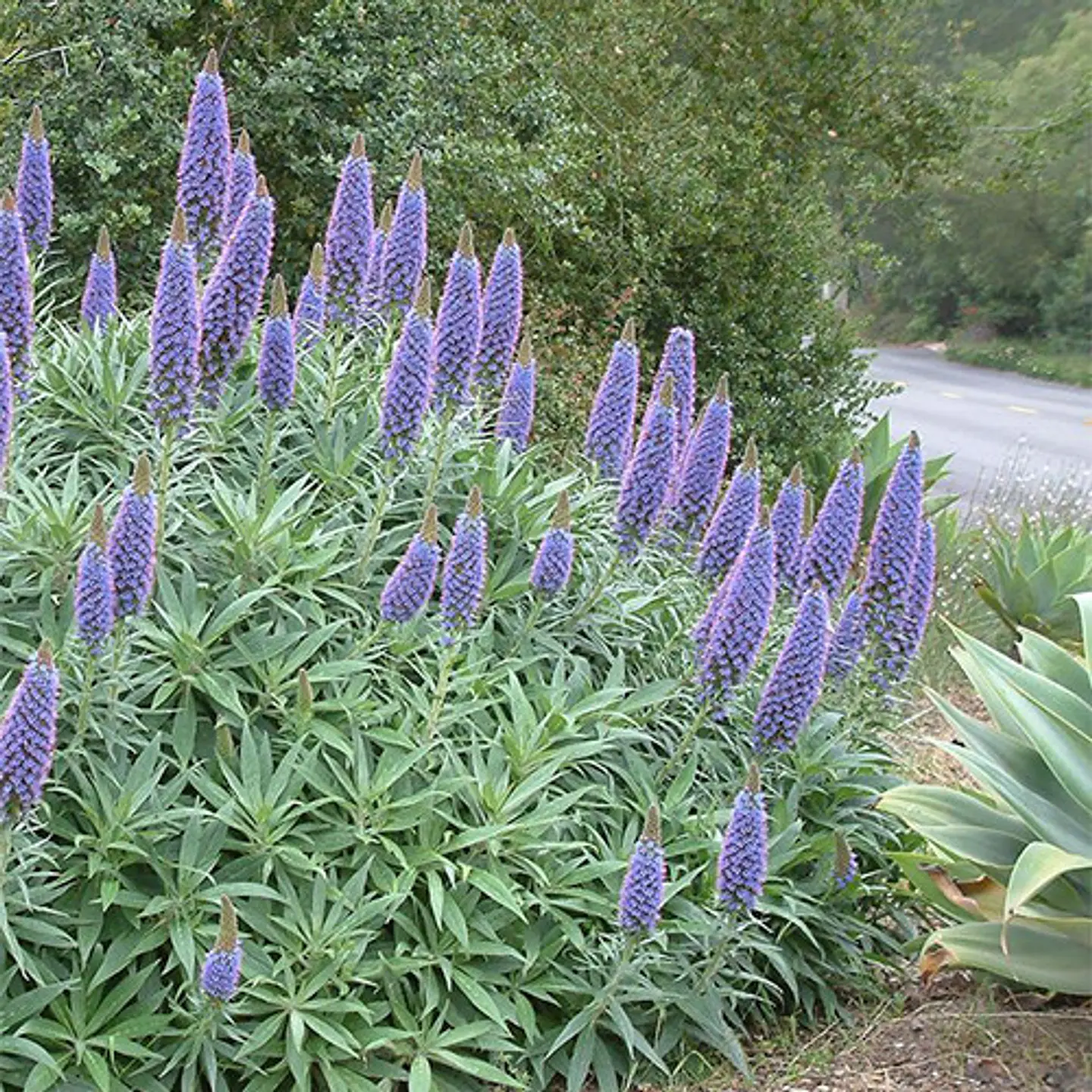 Echium 2
