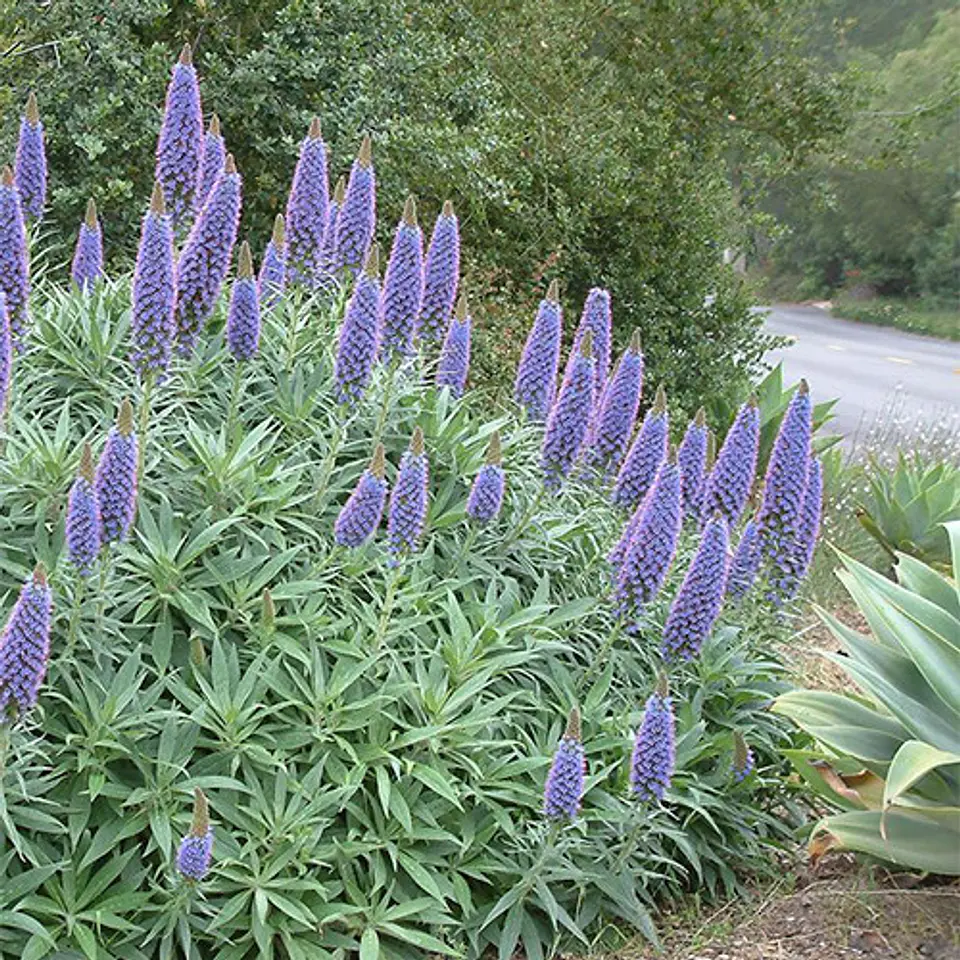 Echium 2