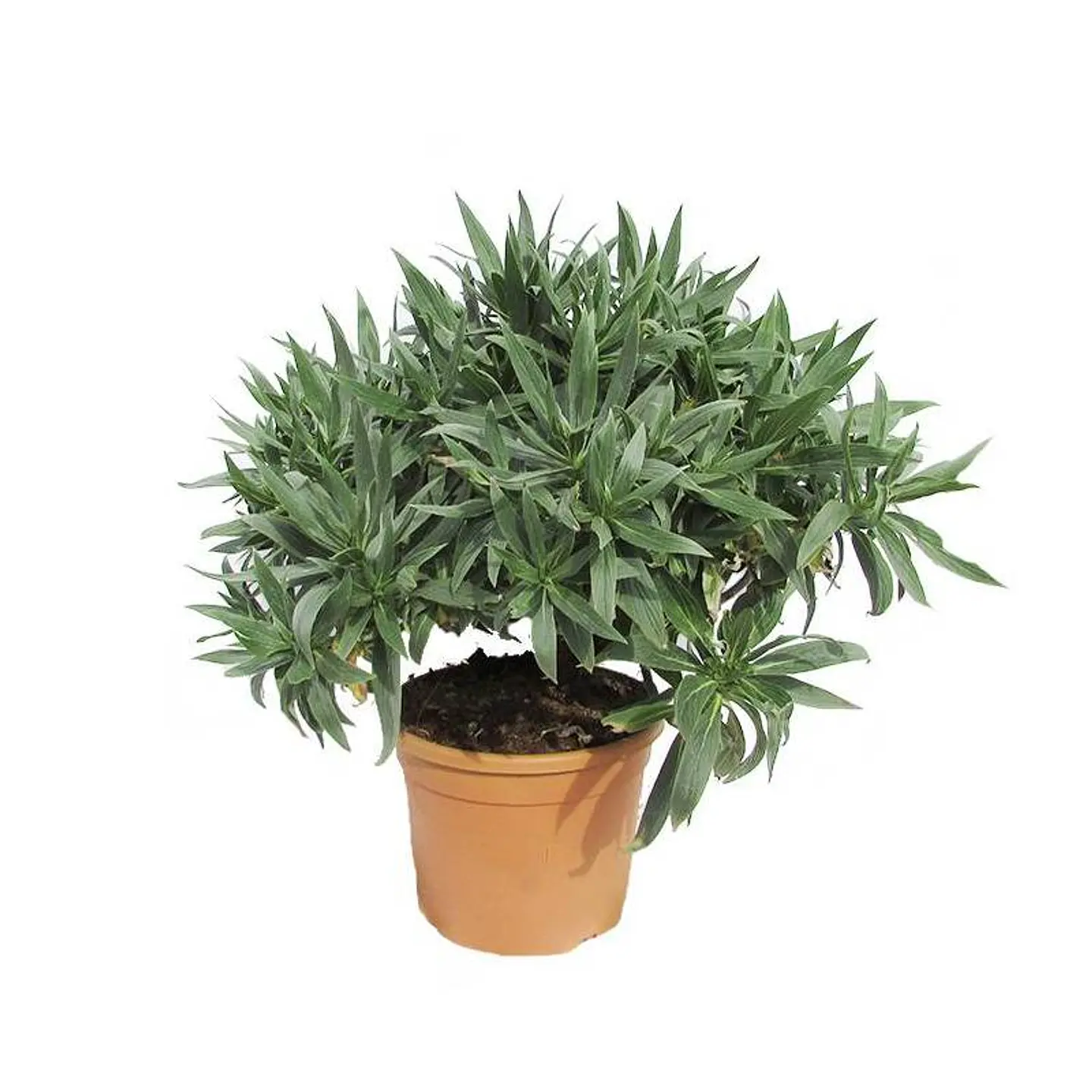 Echium 3