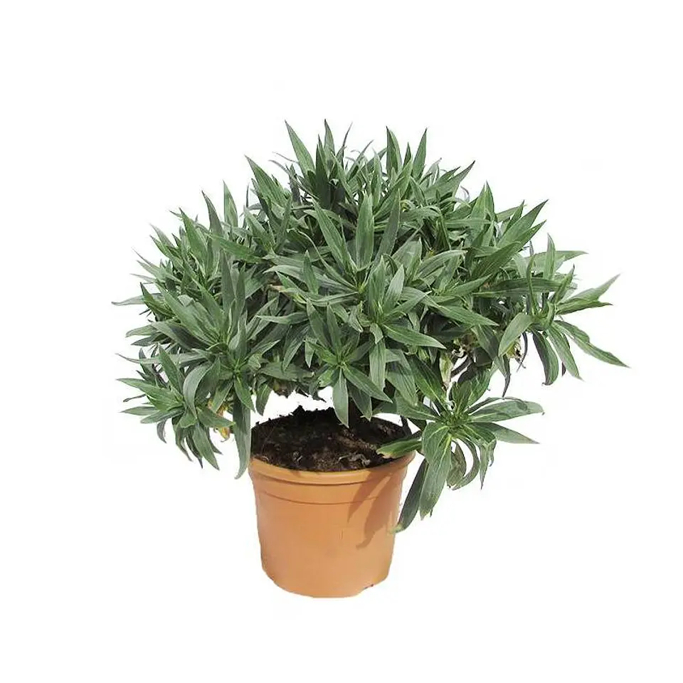 Echium 3