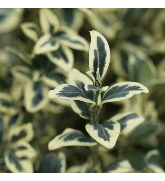 Boj variegado