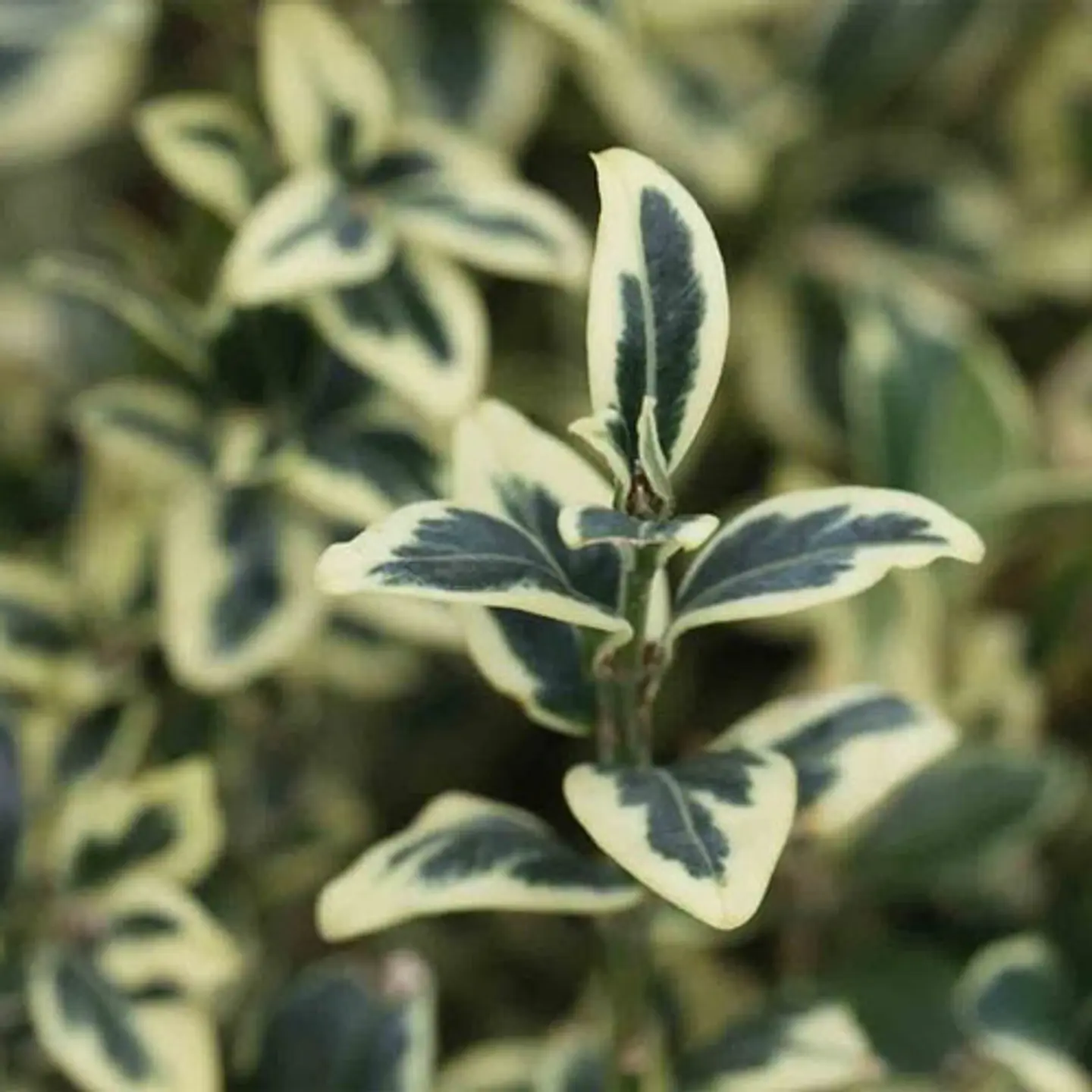 Boj variegado 1