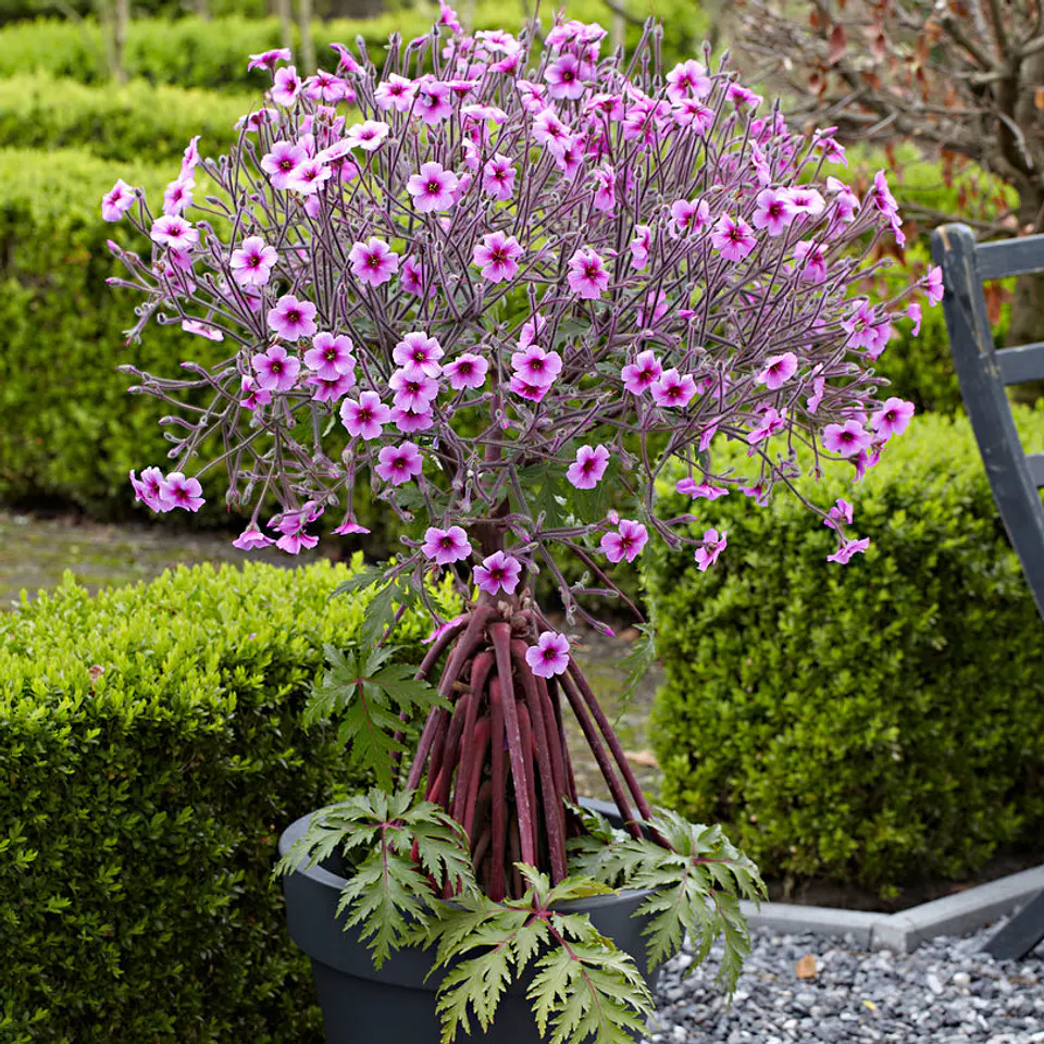 Geranium maderense 1