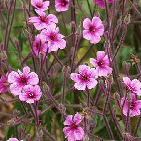 Geranium maderense