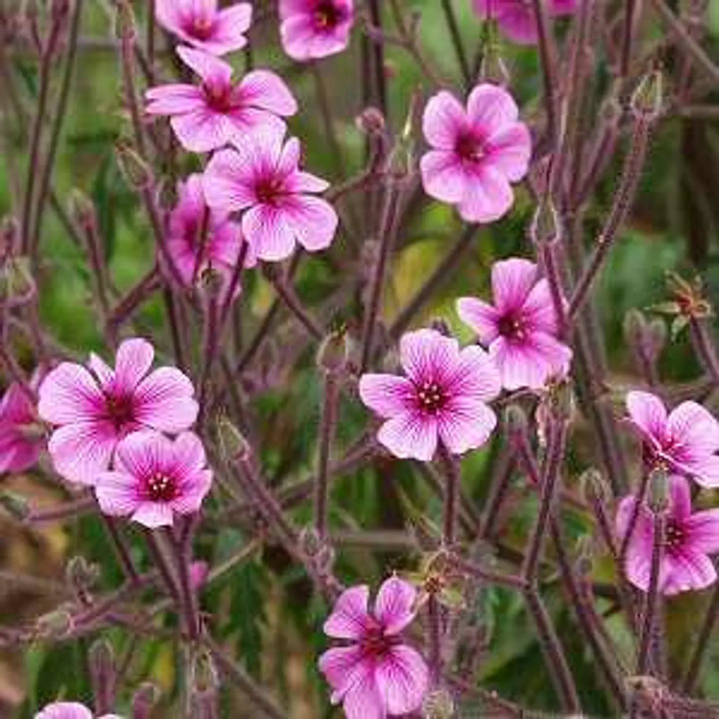 Geranium maderense 2